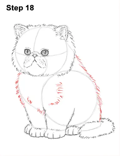 Draw Persian Kitty Cat 18