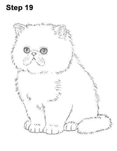 Draw Persian Kitty Cat 19