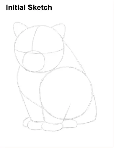 Draw Persian Kitty Cat Initial Sketch