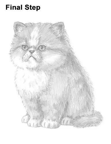 Draw Persian Kitty Cat