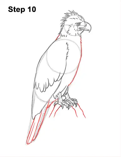 How to Draw a Philippine Eagle Bird Side View 10