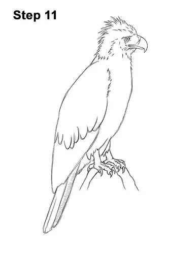 How to Draw a Philippine Eagle Bird Side View 11