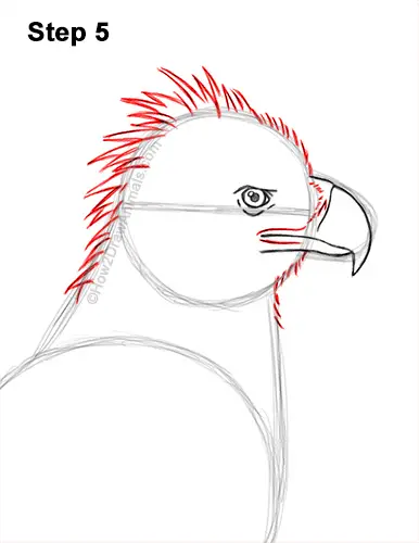 How to Draw a Philippine Eagle Bird Side View 5