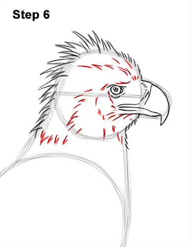 How to Draw a Philippine Eagle Bird Side View 6