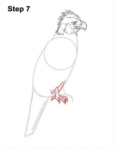 How to Draw a Philippine Eagle Bird Side View 7
