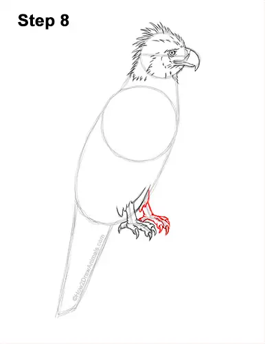 How to Draw a Philippine Eagle Bird Side View 8