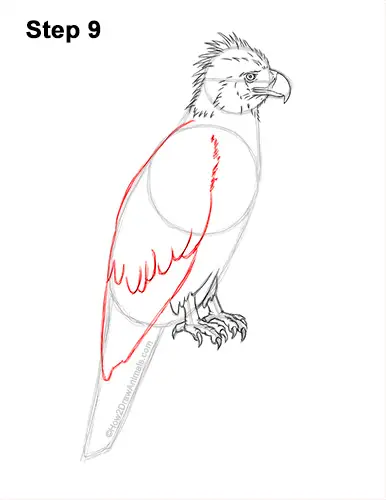 How to Draw a Philippine Eagle Bird Side View 9