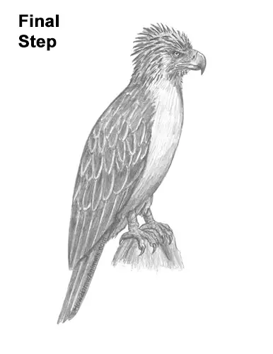 Bald Eagle Bird Coloring book Harpy Eagle, colouring transparent background  PNG clipart | HiClipart