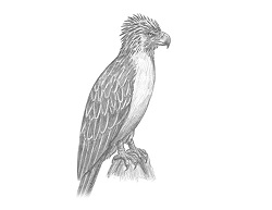 How to Draw a Philippine Eagle Bird Side View