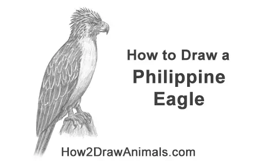 How to Draw a Philippine Eagle Bird Side View