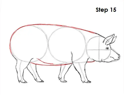 Draw Pig 15