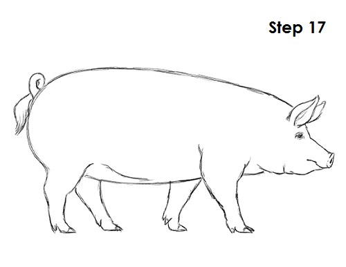 Draw Pig 17