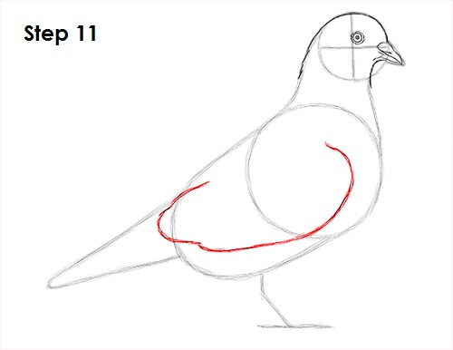 Draw Pigeon Bird 11