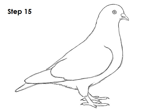 Draw Pigeon Bird 15