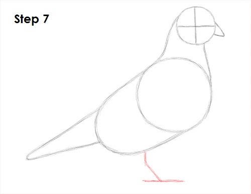 Draw Pigeon Bird 7