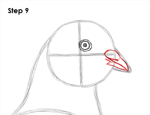 Draw Pigeon Bird 9