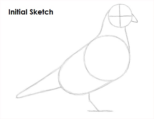 Draw Pigeon Bird Sketch