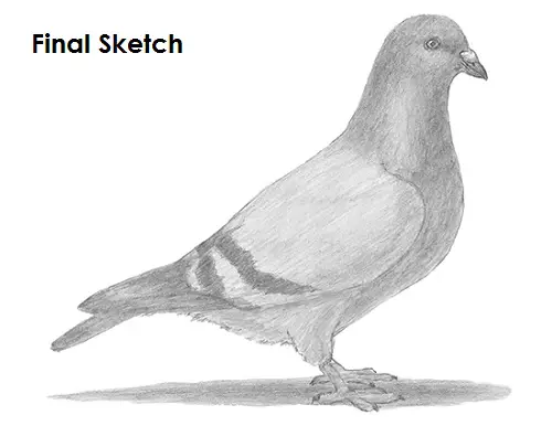 Buy PRINTABLE Wood Pigeon Art Print Wood Pigeon Pencil Drawing Online in  India  Etsy