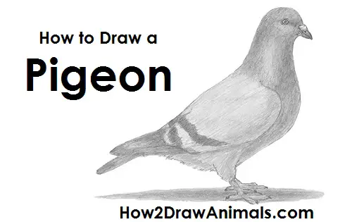 Draw Pigeon Bird