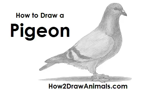 pigeon draw - pigeon drawing for kids /easy pigeon drawing step by step  /how to draw a pigeon - YouTube