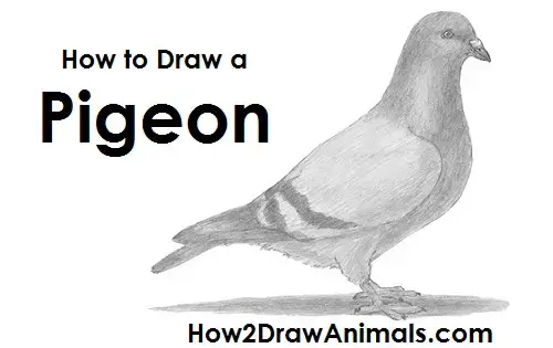 drawing the pigeon  Easy drawings, Easy animal drawings, Easy