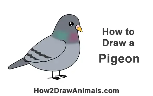 How to Draw a Pigeon