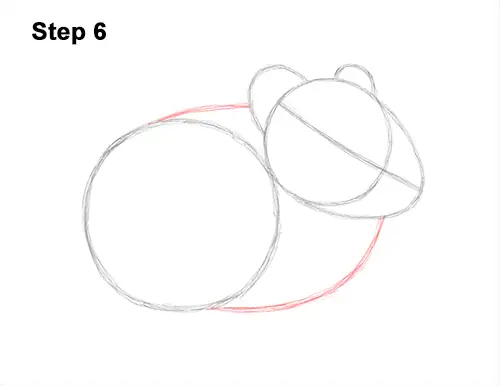 How to Draw an American Pika Himalayan 6