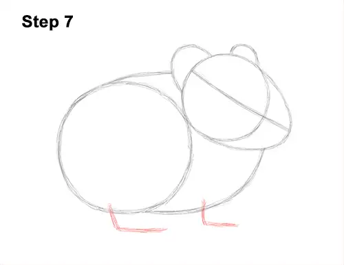 How to Draw an American Pika Himalayan 7