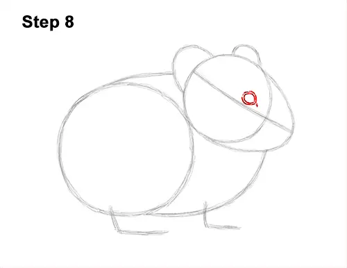 How to Draw an American Pika Himalayan 8