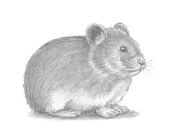 How to Draw a Cute American Pika Himalayan