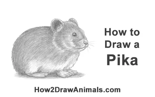 How to Draw a Cute American Pika Himalayan