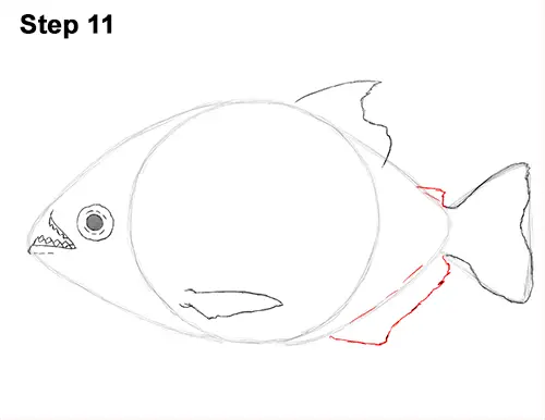 Draw Piranha Fish 11