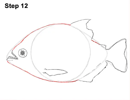 Draw Piranha Fish 12