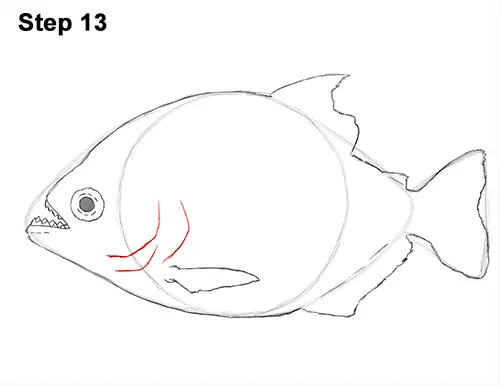 Draw Piranha Fish 13