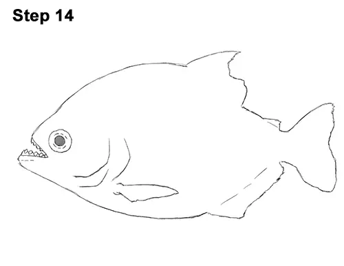 Draw Piranha Fish 14