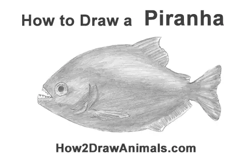 How to Draw a Piranha: 6 Steps (with Pictures) - wikiHow Fun