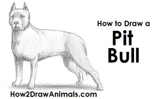 easy drawings of pitbulls