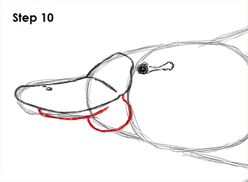 Draw Platypus 10