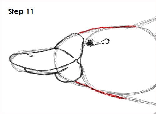 Draw Platypus 11