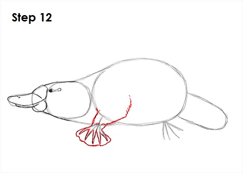 Draw Platypus 12