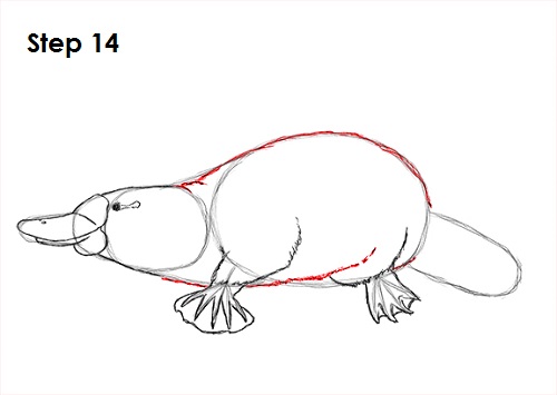 Draw Platypus 14