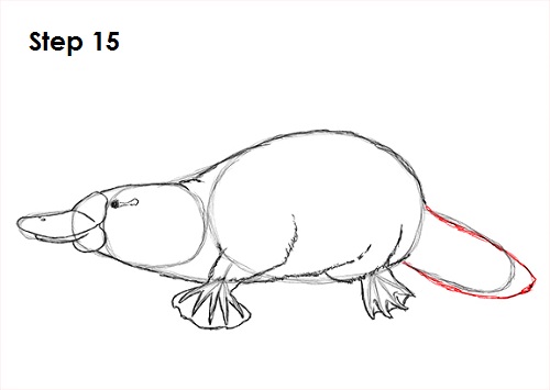 Draw Platypus 15