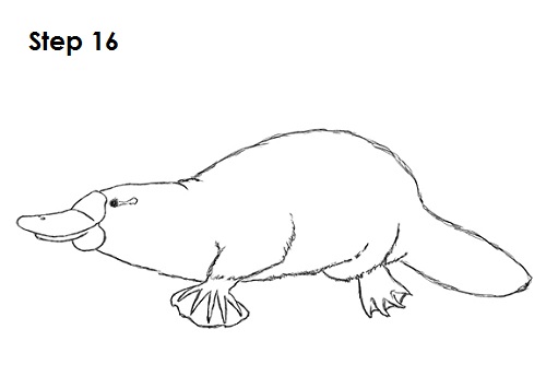 Draw Platypus 16