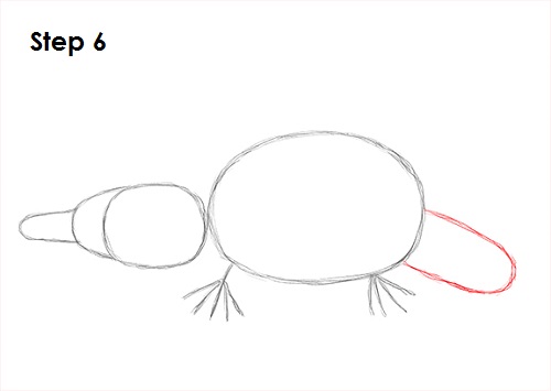 Draw Platypus 6