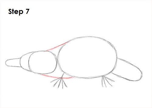Draw Platypus 7