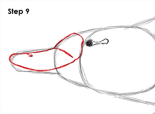 Draw Platypus 9