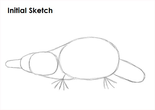 Draw Platypus Sketch