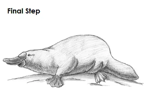 Draw Platypus Final