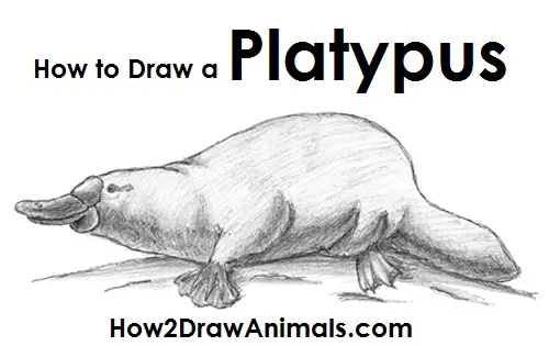 Draw Platypus