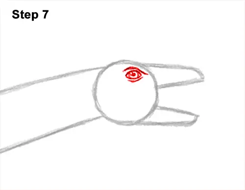 How to Draw a Plesiosaurus Marine Dinosaur 7